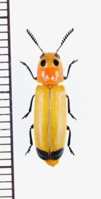 カッコウムシの一種 　Cleridae species 　ベトナム北中部