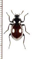 ゴミムシダマシの一種　Tenebrionidae species　ベトナム北東部