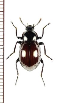 ゴミムシダマシの一種　Tenebrionidae species　ベトナム北東部