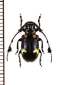オオキノコムシ擬態のカミキリムシの一種　Cerambycidar species  ベトナム北東部