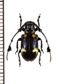オオキノコムシ擬態のカミキリムシの一種　Cerambycidar species  ベトナム北東部