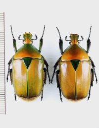 ケバネカナブンの一種　Torynorrhina fulvopilosa　ペア　ベトナム中部