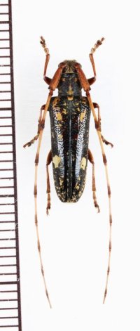 ミツギリゾウムシ擬態のカミキリムシの一種 　Cerambycidae species　♂　 ベトナム北東部