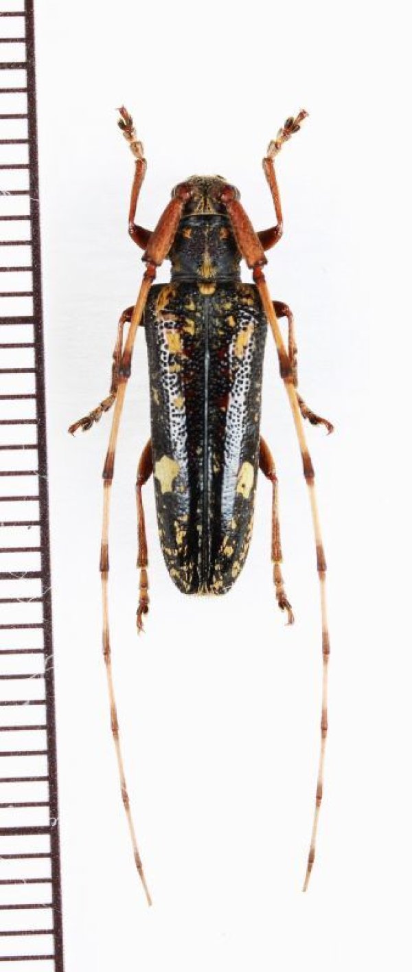 画像1: ミツギリゾウムシ擬態のカミキリムシの一種 　Cerambycidae species　♂　 ベトナム北東部