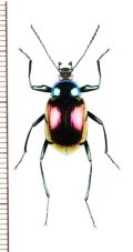 キマワリの一種　Amarygminae species　♂　ベトナム北東部