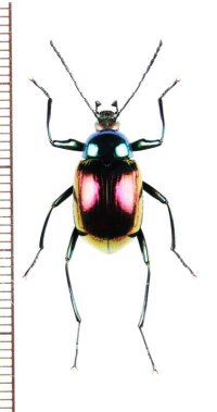 キマワリの一種　Amarygminae species　♂　ベトナム北東部