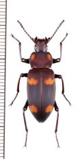 ゴミムシダマシの一種　Tenebrionidae species　メキシコ