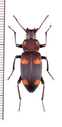 ゴミムシダマシの一種　Tenebrionidae species　メキシコ