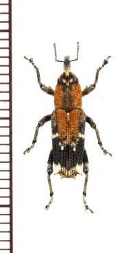 アリバチ擬態のクモゾウムシの一種　Ganyopis leucura　インドネシア（スマトラ島）
