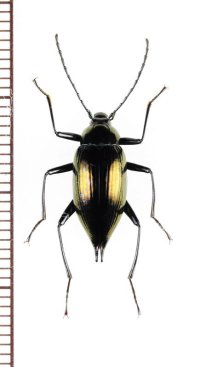 ゴミムシダマシの一種　Tenebrionidae species　フィリピン（ミンダナオ島）