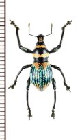 カタゾウムシの一種　Metapocyrtus sp.　 フィリピン(ミンダナオ島)