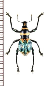 カタゾウムシの一種　Metapocyrtus sp.　 フィリピン(ミンダナオ島)