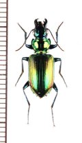 アトバゴミムシの一種　Catascopus sp. フィリピン(ミンダナオ島)