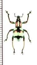 カタゾウムシの一種 　Pachyrhynchus speciosus samarensis　フィリピン(サマール島)