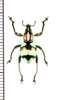 カタゾウムシの一種 　Pachyrhynchus speciosus samarensis　フィリピン(サマール島)