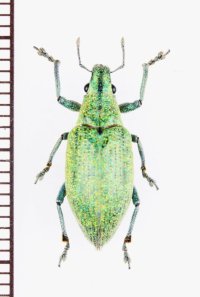 ゾウムシの一種　Hypomeces squamosus　インドネシア(ジャワ島)