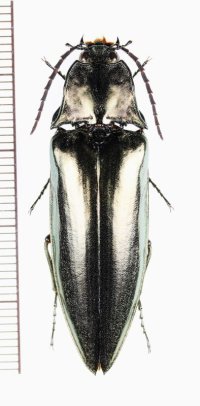 コメツキムシの一種　Campsosternus sp.　♂　 中国（雲南省）