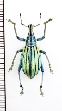 ゾウムシの一種　Celebia sp.　フィリピン(ミンダナオ島)