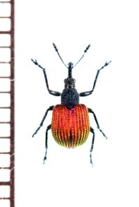 チョッキリゾウムシの一種　Rhynchitinae species　中国（四川省）