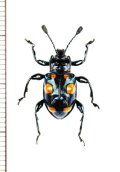テントウムシダマシの一種　 Spathomeles darwinista　♂　フィリピン（ミンダナオ島）