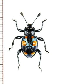 テントウムシダマシの一種　 Spathomeles darwinista　♂　フィリピン（ミンダナオ島）