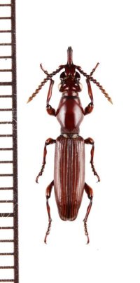 好蟻性オニミツギリゾウムシの一種　Eremoxenini species　♀　イラン