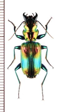 アトバゴミムシの一種　Catascopus sp.   マレーシア