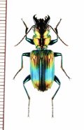 アトバゴミムシの一種　Catascopus sp.   マレーシア