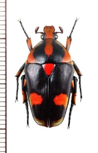 ベニモンチビカナブン　Periphanesthes aurora　♀　ベトナム北東部