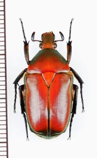 ホソアシカナブンの一種　Pseudotorynorrhina sp.　♂　ベトナム北東部