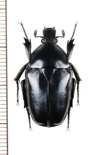 サメハダカナブン　Pseudotorynorrhina fortunei　♀　ベトナム北東部