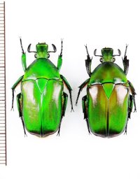 ホソアシカナブンの一種　Diphyllomorpha vitalisi　ペア　ベトナム北東部