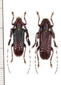 ミツギリゾウムシ擬態のカミキリムシの一種 　Cribragapanthia scutellata　ペア　 ベトナム北東部