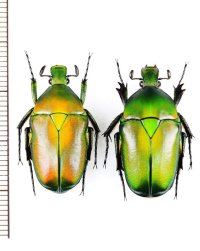 ホソアシカナブンの一種　Diphyllomorpha subopaca　ペア　ベトナム北東部