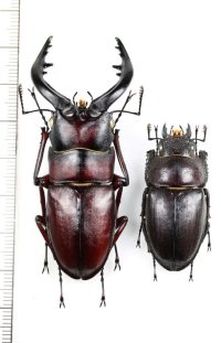 ヤクシマノコギリクワガタ　大型ペア♂65.3mm♀39mm　 屋久島
