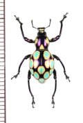 カタゾウムシの一種　Pachyrhynchus gemmatus　フィリピン(ルソン島)