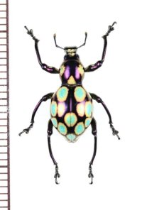 カタゾウムシの一種　Pachyrhynchus gemmatus　フィリピン(ルソン島)