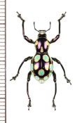 カタゾウムシの一種　Pachyrhynchus gemmatus　フィリピン(ルソン島)