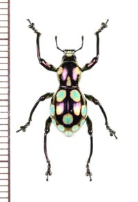 カタゾウムシの一種　Pachyrhynchus gemmatus　フィリピン(ルソン島)