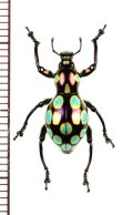 カタゾウムシの一種　Pachyrhynchus gemmatus　フィリピン(ルソン島)