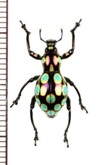 カタゾウムシの一種　Pachyrhynchus gemmatus　フィリピン(ルソン島)
