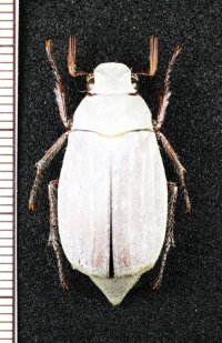 コフキコガネの一種　Cyphochilus sp.　♂　ベトナム中部