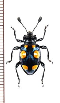 テントウムシダマシの一種　 Spathomeles darwinista　♀　フィリピン（ミンダナオ島）