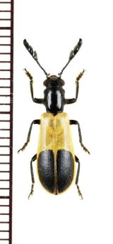 ベニボタル擬態のカッコウムシの一種　Cleridae species　 ブラジル