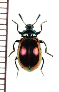 ゴミムシダマシの一種　Tenebrionidae species　フィリピン（ミンダナオ島）