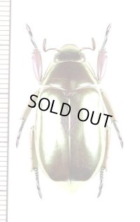 プラチナコガネの一種　Chrysina wolfi　コロンビア
