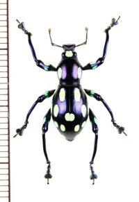 カタゾウムシの一種　Pachyrhynchus apicatus　フィリピン(ルソン島)