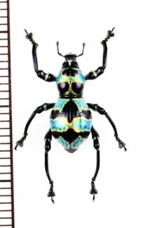 カタゾウムシの一種　Pachyrhynchus orbifer　フィリピン(ルソン島)