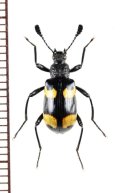 オオキノコムシ擬態のゴミムシダマシの一種　Strongylium sp.　ベトナム中部