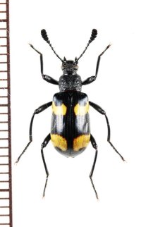 オオキノコムシ擬態のゴミムシダマシの一種　Strongylium sp.　ベトナム中部